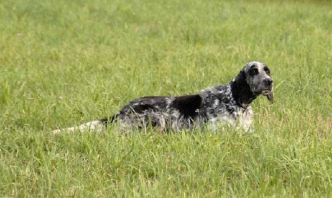 des Dames de Lachamp - Saillie de Setter Anglais...