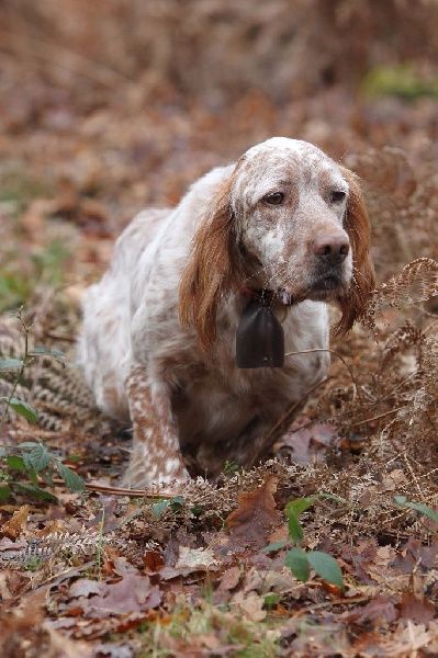 des Dames de Lachamp - Saillie de Setter Anglais...