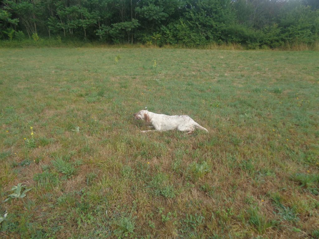 Melia des Dames de Lachamp