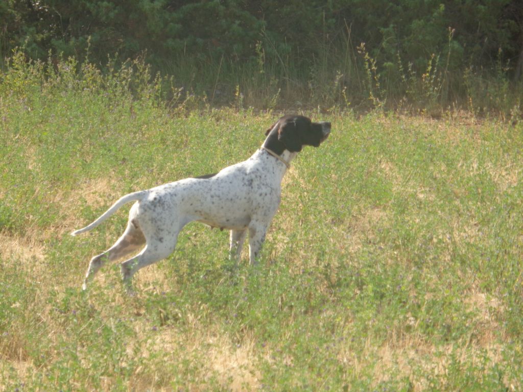 Izzara des Dames de Lachamp