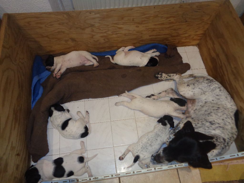 des Dames de Lachamp - Les "BB" ont 17 jours...