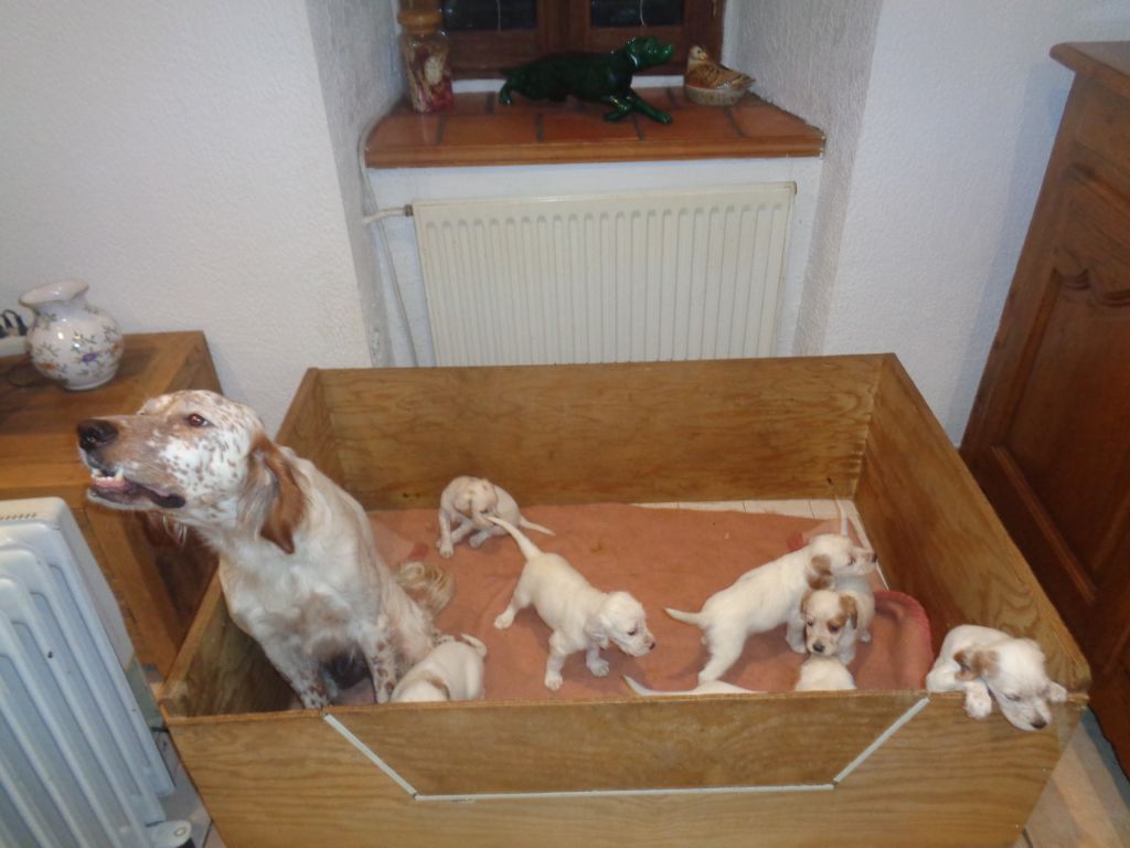 des Dames de Lachamp - Les "BB" poussent bien...