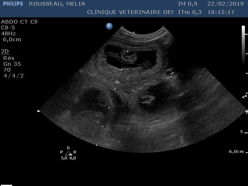 des Dames de Lachamp - Confirmation de gestation...