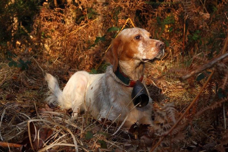 des Dames de Lachamp - Saillie de Setter Anglais...