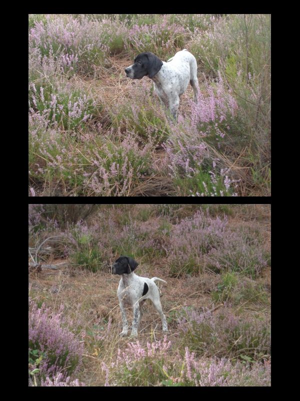 2 chiots disponibles...